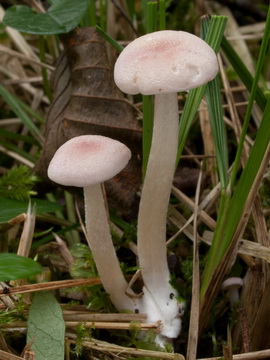 Entoloma queletii