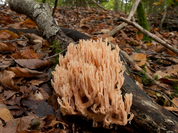 Ramaria formosa