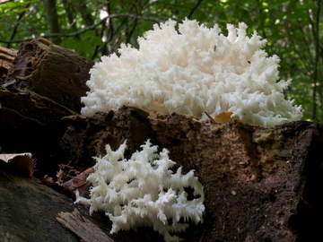 Hericium coralloides