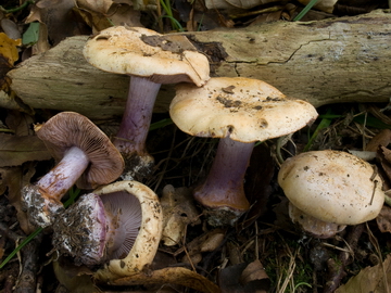 Cortinarius insignibulbus