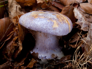 Cortinarius sodagnitus