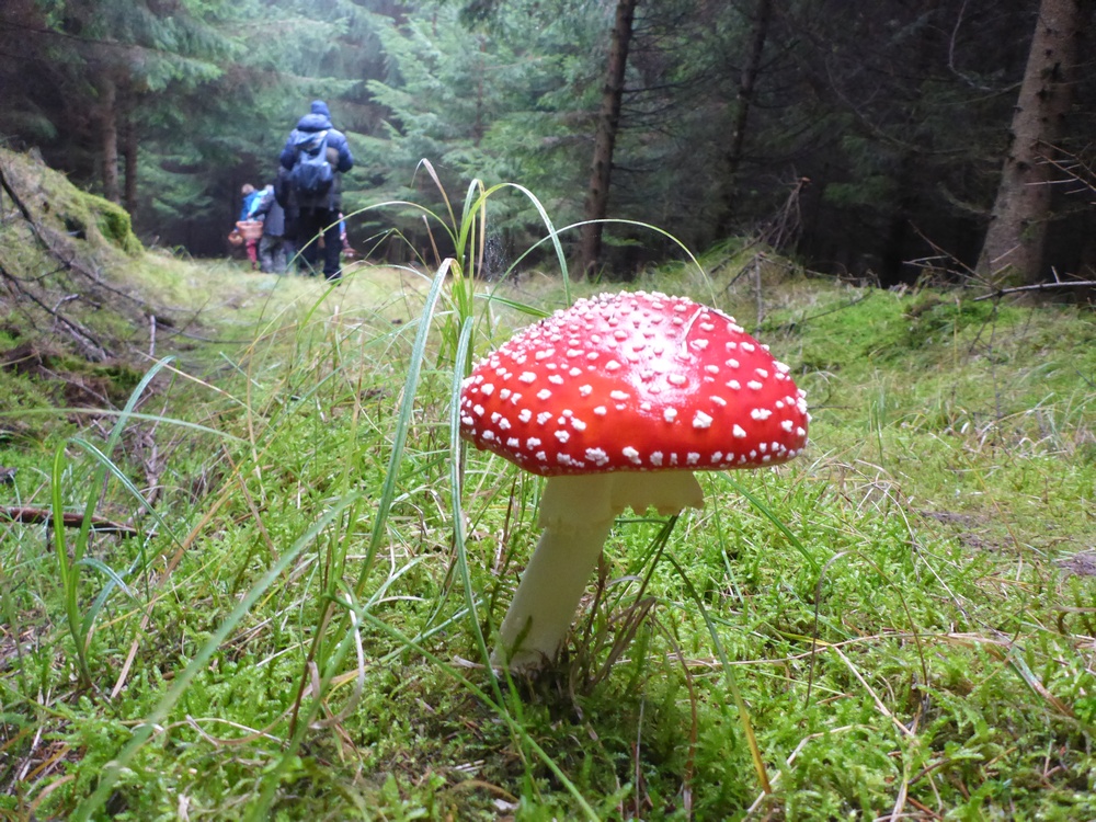 Foto